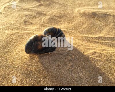 Zwei Slipper Limpet Muscheln im Sand Stockfoto