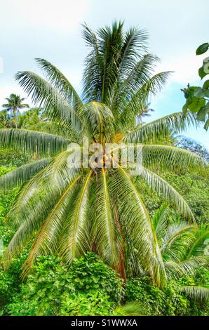 Palmen mit Kokosnüssen auf der Insel Bora-Bora in Französisch Polynesien im Südpazifik Stockfoto
