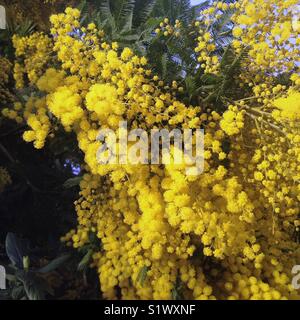 Mimosen blühen Stockfoto