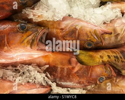 Frisch gefangenen Fisch auf Eis zum Verkauf auf dem Fischmarkt, Mercado dos Lavradores, Funchal, Madeira, Portugal Stockfoto