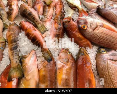 Frisch gefangenen Fisch auf Eis zum Verkauf auf dem Fischmarkt, Mercado dos Lavradores, Funchal, Madeira, Portugal Stockfoto