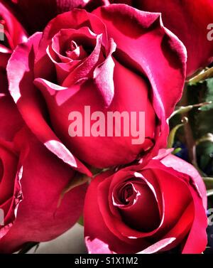 Rosa Rosen in dramatischen Licht Stockfoto