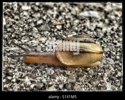 Kleine Schnecke kriecht über Bürgersteig, Tramp Schnecke, Bradybaena similaris Stockfoto