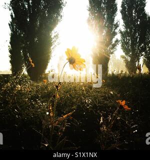 Blume in der Sonne, am frühen Morgen Vorschlag, Liebe in der Luft, magischen Moment, Leben, hell Licht, Luft, Glück, sonnigen Tag, modo, HealthKit, Pflege. Stockfoto