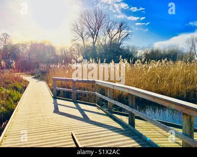 Holzsteg über Wasser an einem sonnigen Wintertag Bei Morden Hall Park Feuchtgebiete berücksichtigt. Mitcham, England. Stockfoto