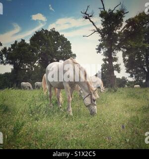 Lipizzaner Pferde grasen auf einer Wiese am Gestüt Lipica, Slowenien Stockfoto