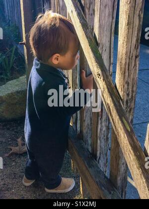 Toddler boy Holding auf verwitterte Holz- Tor und auf der Suche Stockfoto