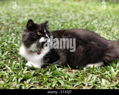 Eine schwarz weiße Katze legt auf Gras rückwärts suchen Stockfoto