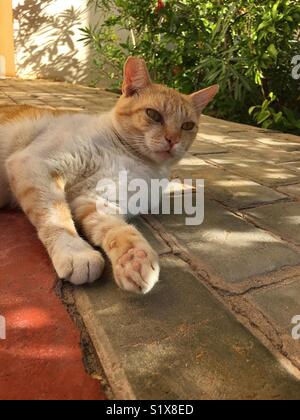 Ingwer und weiße Katze im Schatten ausruhen vom Sommer Sonne Stockfoto