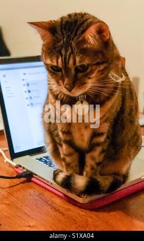 Ein Stammbaum Bengal Katze saß auf einem MacBook Pro Laptop in Godalming, Surrey. Stockfoto