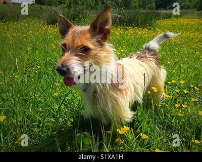 Jack Russell Terrier mit gebrochenen Mantel Stockfoto