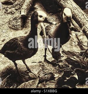 Paar Weiß-Pfeifen konfrontiert Enten Stockfoto