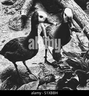 Paar Weiß-Pfeifen konfrontiert Enten Stockfoto