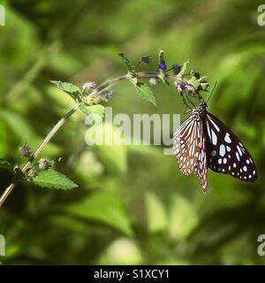 Schmetterling, Hwlaga Nationalpark, Myanmar Stockfoto