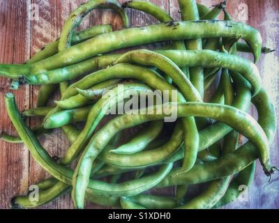 Organische, homegrown, frisch gepflückt Bohnen auf einem Holztisch Stockfoto