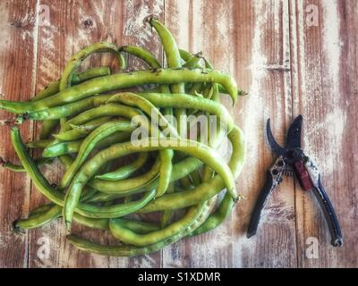 Vicia faba, auch als Bohne, Fava bean, Ackerbohne bekannt, tic Bohne, frisch aus dem Garten gepflückt. Stockfoto