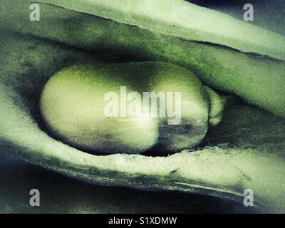 Vicia faba, auch als Bohne, Fava bean, Ackerbohne bekannt, tic Bean, Detail, Bohne im Pod Stockfoto