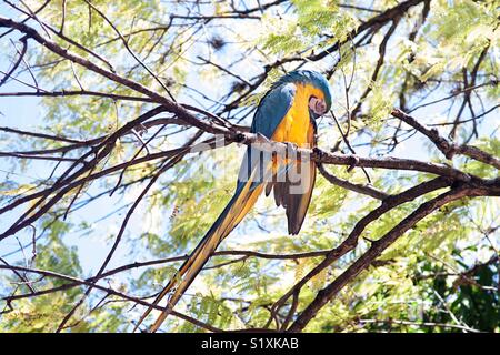Blaue und gelbe Ara auf einem Baum Stockfoto