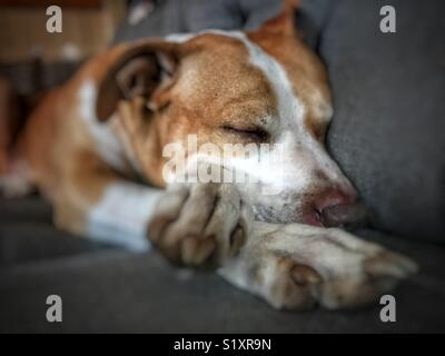 Großer Hund, der auf grauer Couch mit gekreuzten Pfoten schläft Stockfoto