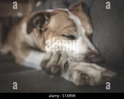 Großer Hund, der auf der Couch mit gekreuzten Pfoten schläft Stockfoto