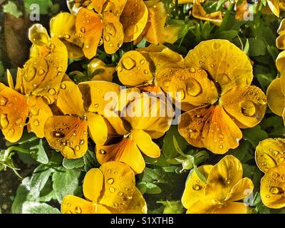 Gelbe Stiefmütterchen mit Morgentau Tropfen in warmes Sonnenlicht, Viola Wittrockiana Stockfoto