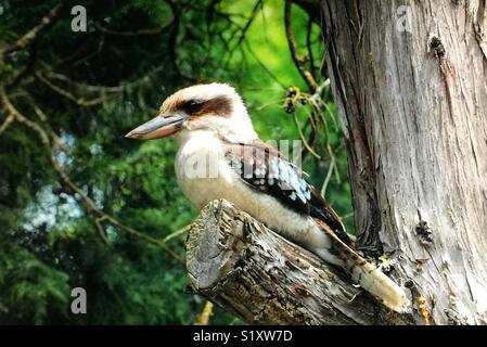 Kookaburras sind terrestrische Baum eisvögel der Gattung Dacelo in Australien. Stockfoto