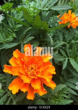 Orange Tagetes in Garden Bed Stockfoto