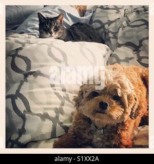 Die Katze und Hund halten das Bett warm Stockfoto