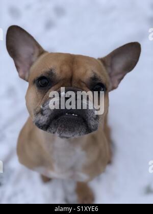 Rory im Schnee Stockfoto