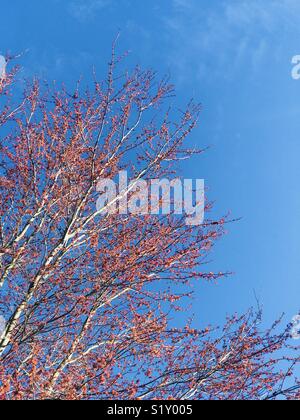 Blühende redbud Baum im Frühling Stockfoto