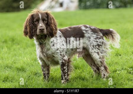 Junge männliche Arbeiten English Springer Spaniel steht stolz in das Feld ein. Stockfoto