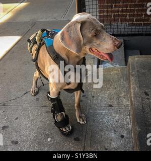 Hund mit dem Bein in Gips Stockfoto