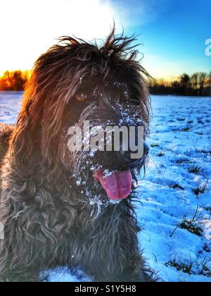 Schwarz Labradoodle Hund mit Schnee auf seine Schnauze sitzend, keuchend, mit dem Rücken an eine untergehende Sonne in einem Verschneiten Park während der Februar Schneefall im Winter 2018 Stockfoto