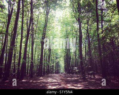 Forstweg durch den Wald am Liepnitzsee in Brandenburg im Sommer Stockfoto