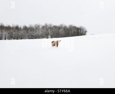 Schottisches Hochlandrind Kuh im Schnee Stockfoto