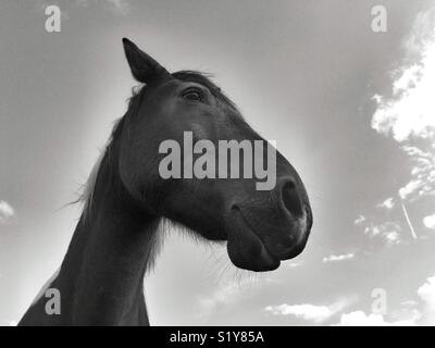 Happy Horse Streiks ein für ein Portrait in Schwarz und Weiß darstellen. Der Himmel und die Wolken sind seine zurück fallen. Stockfoto