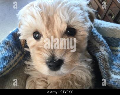 Cavachon Welpen Stockfoto