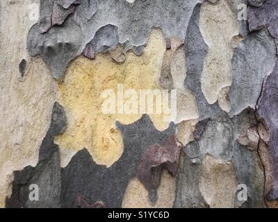 Nahaufnahme von Peeling und Abblättern der äußeren Rinde eines Platane. Stockfoto