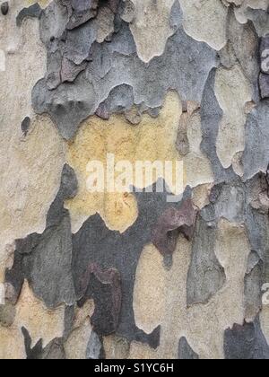 Detail der Peeling und Abblättern der äußeren Rinde Schicht von einem Flugzeug Baumstamm. Stockfoto