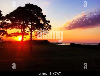 Sonnenuntergang fließt durch die stattlichen Kiefern an der Mündung der Mobile Bay in der Nähe von Gulf Shores Alabama. Stockfoto