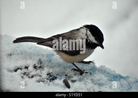 Chickadee Essen im Winter Stockfoto