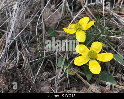 In der Nähe von Yellow Spring Wildflowers wachsen auf den Waldboden. Stockfoto