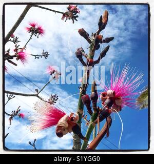 Schöne rosa Blumen aus dem Pseudobombax ellipticum, aka der Rasierpinsel Baum, Blüte overhead verkünden die Ankunft des Frühlings in Ajijic, Mexiko. Stockfoto