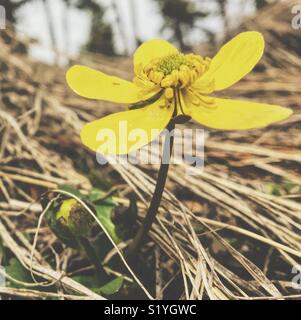 Nahaufnahme von einem kleinen gelben Frühling wilde Blume in einem Wald. Stockfoto