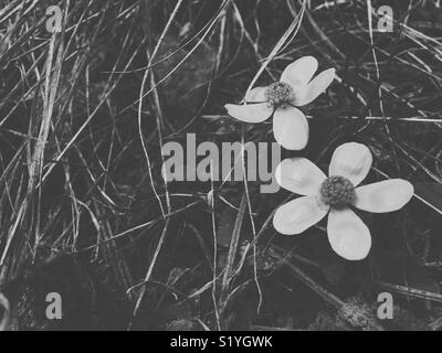 Zwei zarte Ranunkeln wachsen auf dem Waldboden auf einer frühen Frühling. In Schwarz und Weiß. Stockfoto