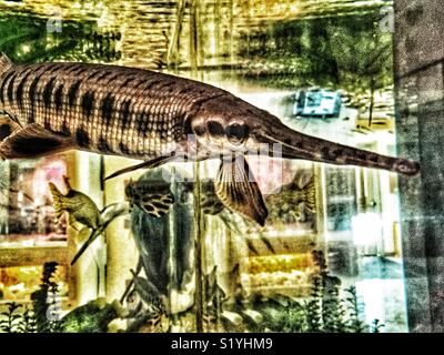 Portrait von Longnose gar Schwimmen im Aquarium (Lepisosteus osseus aka Nadelzange gar) Stockfoto