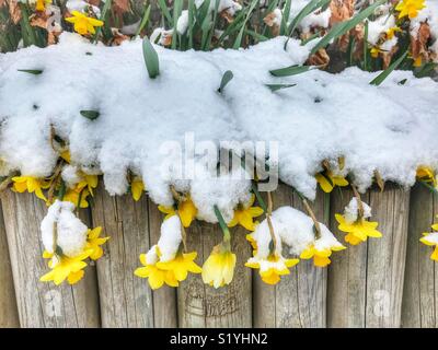 Narzissen im Schnee in Dorset, England, nach einem Blizzard während der so Tier aus dem Osten, März 2018 aufgerufen Stockfoto