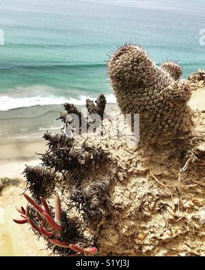 Lil' cactus Dude eine Umarmung benötigt Stockfoto