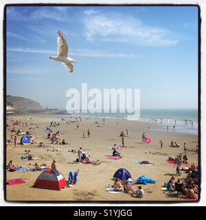 Ein Blick auf eine Möwe fliegen über einen gut bestückten Strand an einem Sommertag in Folkestone, Kent, Großbritannien Stockfoto