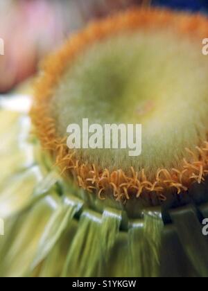 Makro von Stroh Blume. Helichrysum sp. Stockfoto